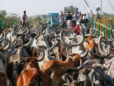 Karnataka's Rs 500 crore beef industry crippled after assembly passes anti-cow slaughter bill