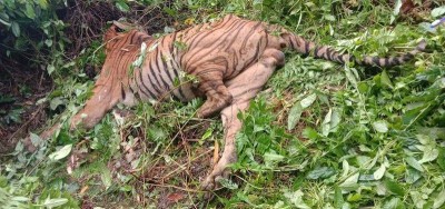 Accidental firing by forest guards kills Royal Bengal Tiger in Assam's Kaziranga