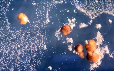 Can the world's first living robots reproduce ?