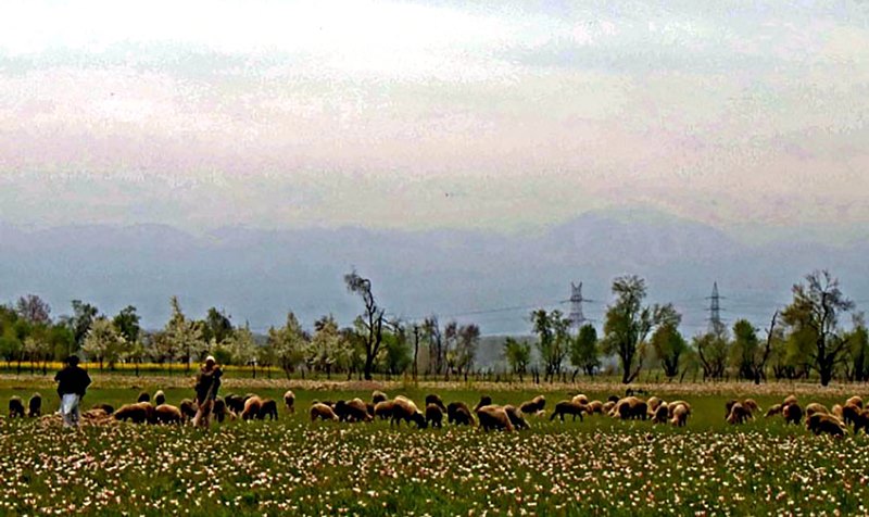 SPRING IN KASHMIR