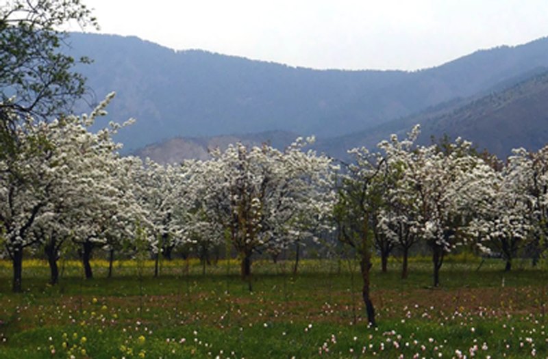 SPRING IN KASHMIR