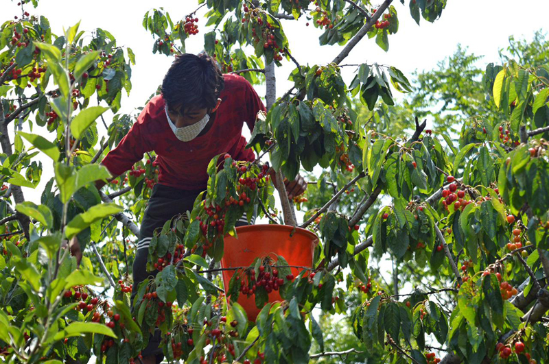 Kashmir: Freshly harvested cherries being sorted for export