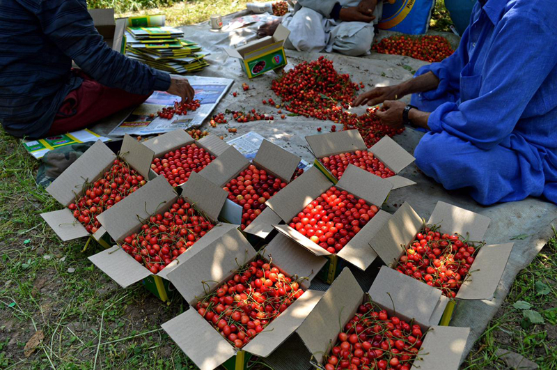 Kashmir: Freshly harvested cherries being sorted for export