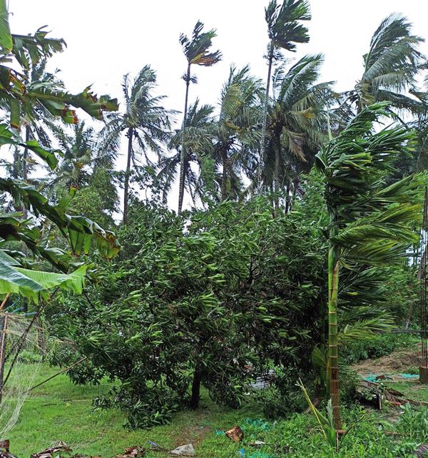 Cyclone Yaas hits Odisha, West Bengal