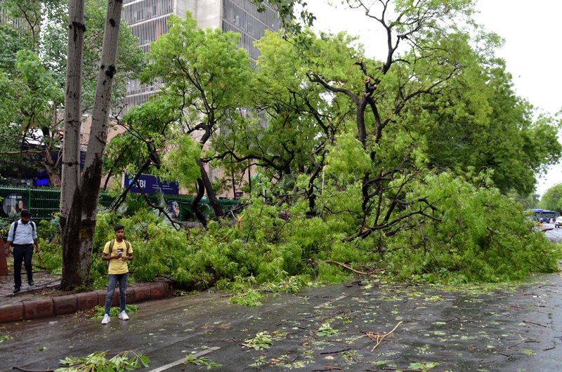 An uprooted tree falls on car during heavy rainfall in Delhi