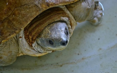 West Bengal's Sundarban celebrates World Turtle Day