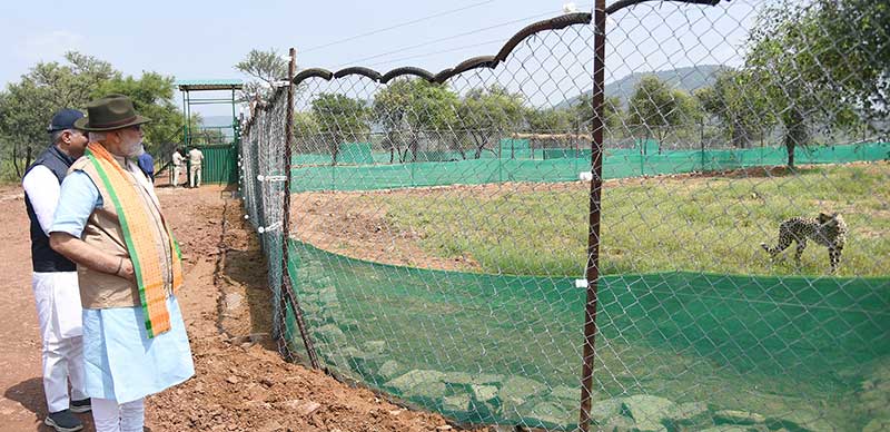 PM Modi releases 8 Namibian cheetahs in Madhya Pradesh national park