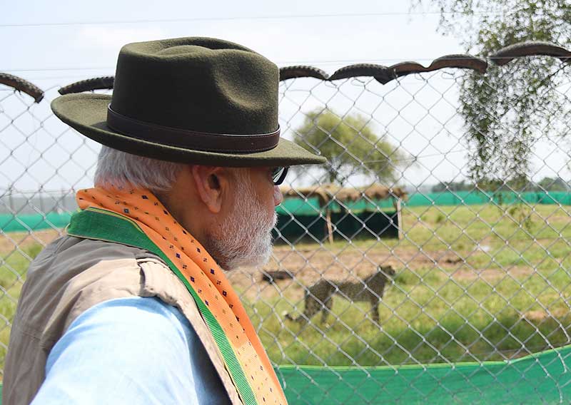 PM Modi releases 8 Namibian cheetahs in Madhya Pradesh national park