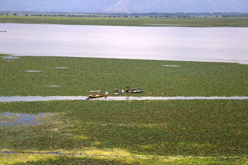Chestnut collection in Kashmir’s Wular Lake