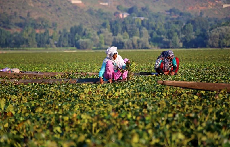 Chestnut collection in Kashmir’s Wular Lake