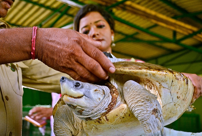 West Bengal's Sundarban celebrates World Turtle Day