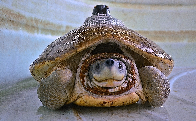 West Bengal's Sundarban celebrates World Turtle Day