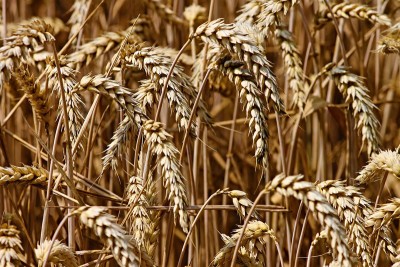 Pakistan witnessing 2.37m tonnes wheat shortage: Minister