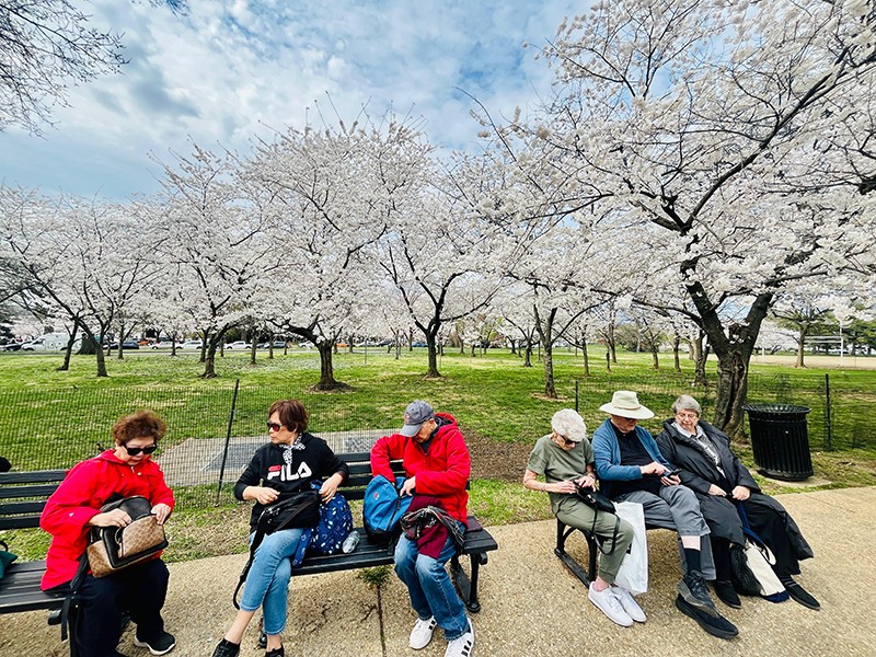 Cherry Blossom Rush In Washington DC