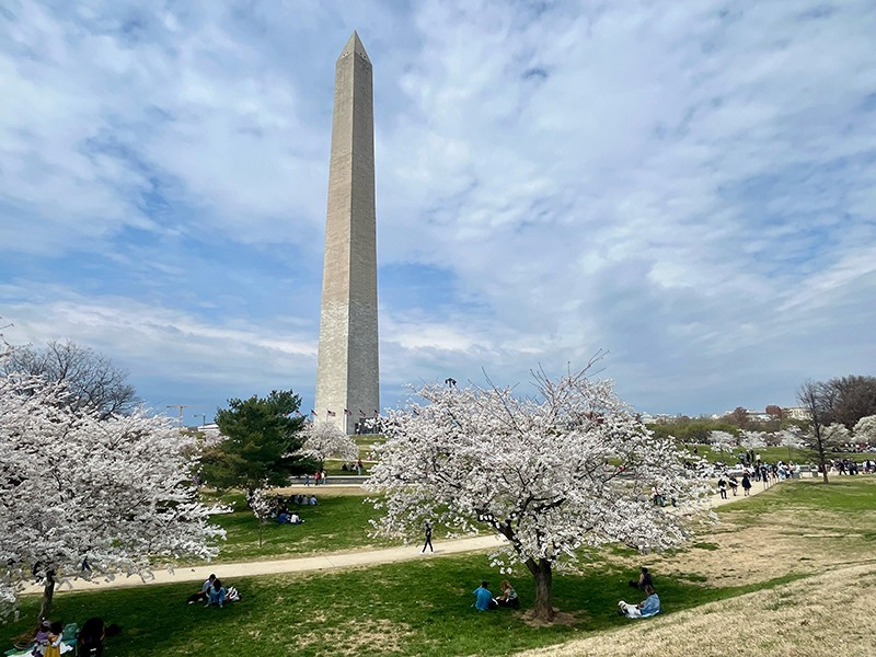 Cherry Blossom Rush In Washington DC