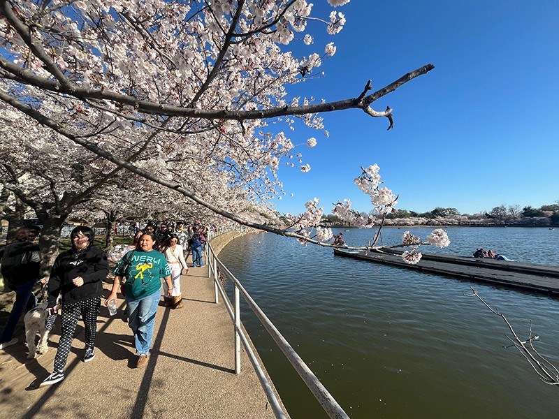 Cherry Blossom Rush In Washington DC