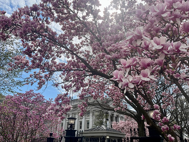 Cherry Blossom Rush In Washington DC