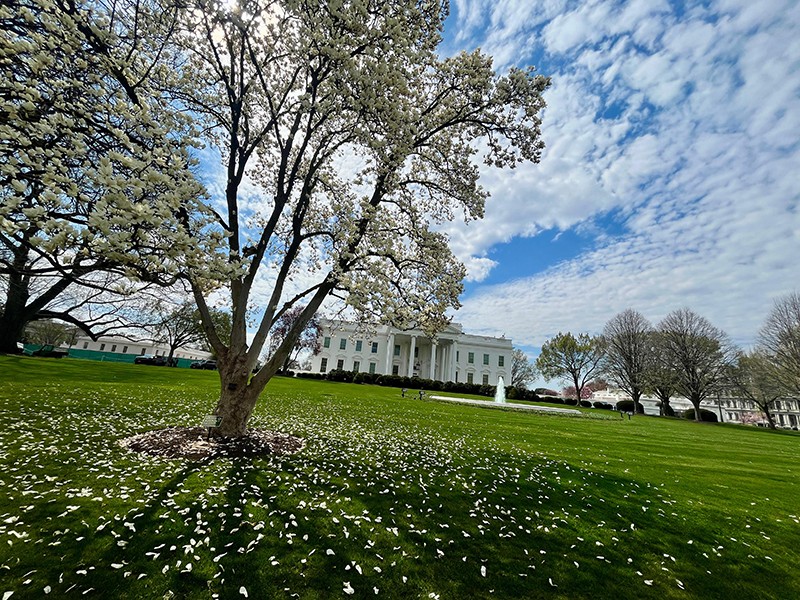 Cherry Blossom Rush In Washington DC