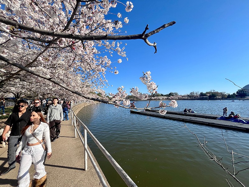 Cherry Blossom Rush In Washington DC