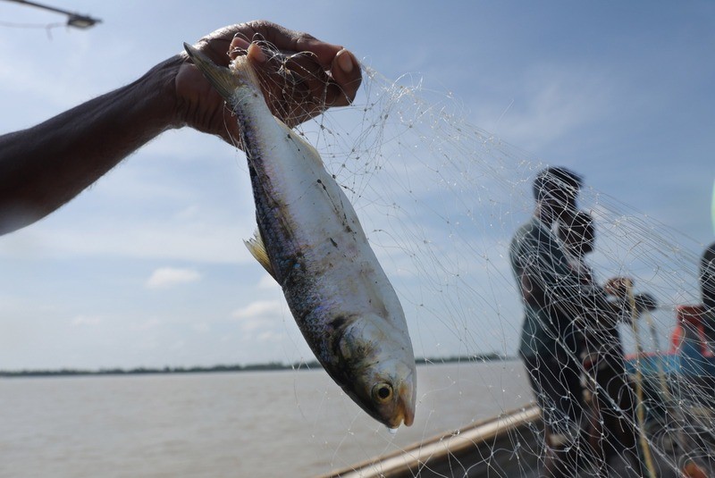 In Images: On the trail of hilsa in the Bay of Bengal before the prized catch transforms into a Bengali delicacy
