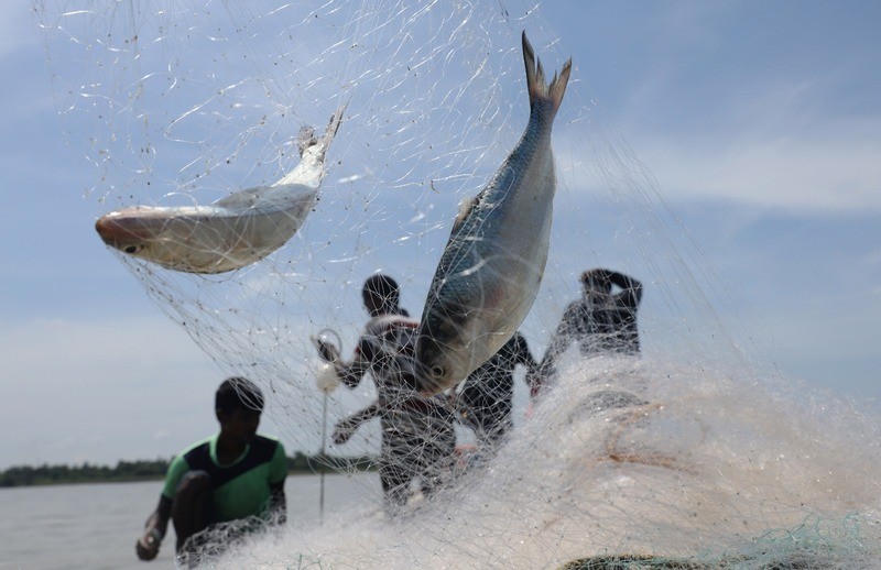 In Images: On the trail of hilsa in the Bay of Bengal before the prized catch transforms into a Bengali delicacy