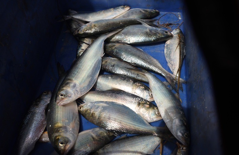 In Images: On the trail of hilsa in the Bay of Bengal before the prized catch transforms into a Bengali delicacy