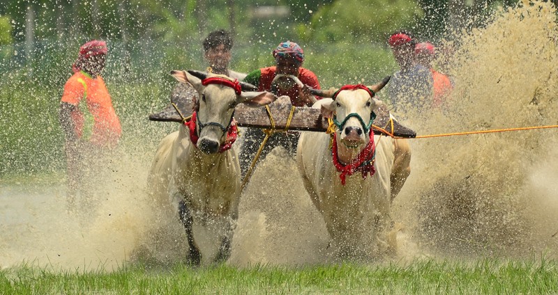 In Images: Tradition, Thrill, and Thundering Hooves: Bengal’s Moi Chara Cattle Race Festival