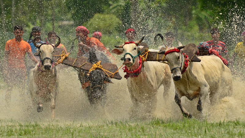 In Images: Tradition, Thrill, and Thundering Hooves: Bengal’s Moi Chara Cattle Race Festival