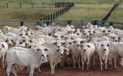 Cabinet approves revised Rashtriya Gokul Mission with ₹1,000 cr boost to strengthen livestock sector