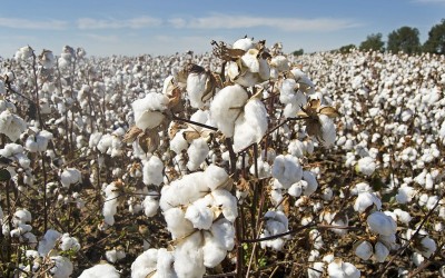 U.S. cotton exports to India surge as China demand dips and prices fall: Report