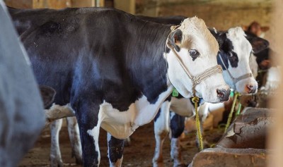 FAO calls for action amid foot-and-mouth disease outbreaks