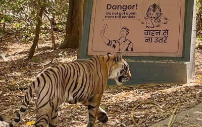 Two zones of Ranthambore tiger reserve closed after tigress kills forest ranger