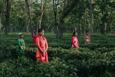 Marking 200 years of Assam tea, book calls tea ‘a beverage of well-being’