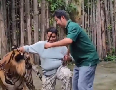 Thailand: Indian man attacked by tiger when he tried to click selfie with it in Phuket