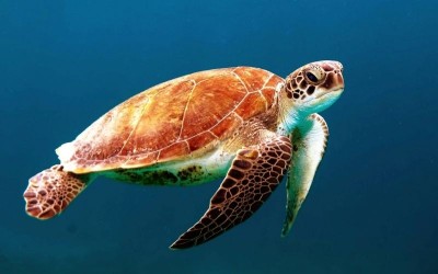 US: 23 newly hatched sea turtles killed by dog on a Florida beach