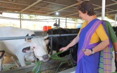 Priyanka Gandhi Vadra meets ‘Alia Bhatt’, a cow in Kerala dairy farm