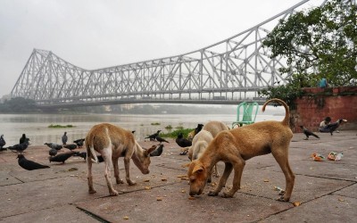 Supreme Court to issue directions on feeding of stray dogs in government premises