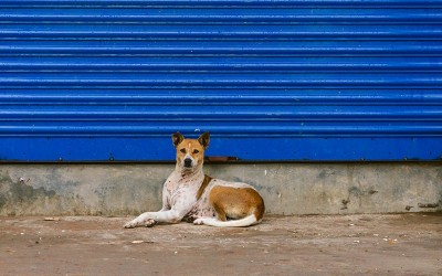 'Shift them to shelters': Supreme Court orders removal of stray dogs from public premises