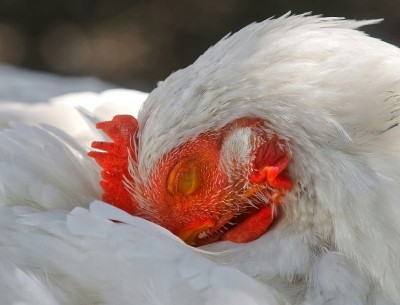 Unprecedented tragedy: US records first death linked to H5N5 bird flu