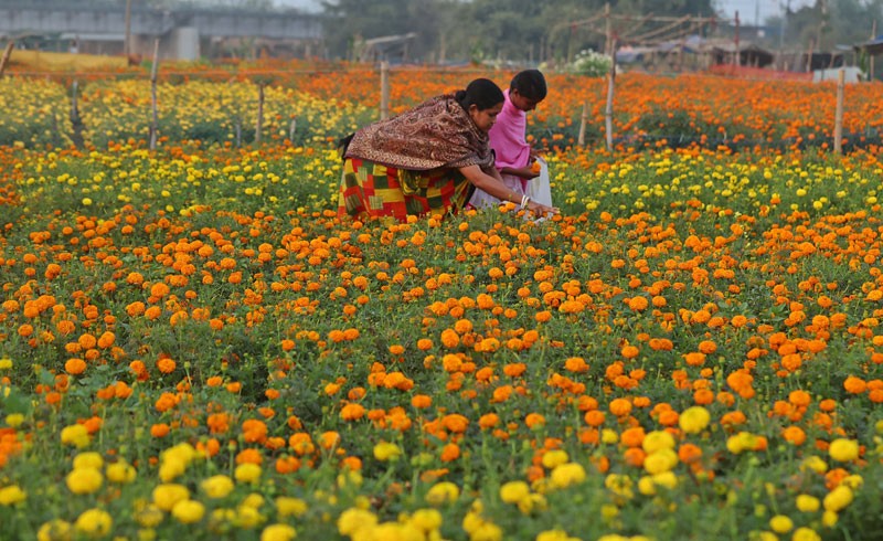 Khirai Flower Valley Colours West Bengal’s Countryside