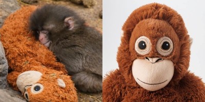 Punch effect! IKEA orangutan plush toy sells out after viral macaque video