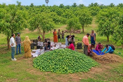 Jharkhand’s first commercial mango export to UK flagged off by APEDA in Kolkata
