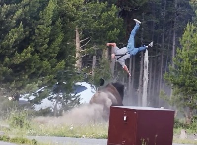 Tourist thrown 8 feet into the air by angry bison at Yellowstone National Park in shocking attack, video goes viral