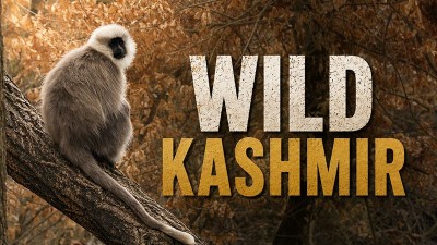 Animal Planet's 'India: Epic Wild Stories' promises untold wildlife tales that will leave you spellbound
