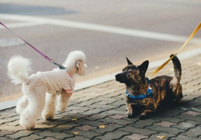 British woman dumps legal career for dog walking, claims she now makes $530 a day