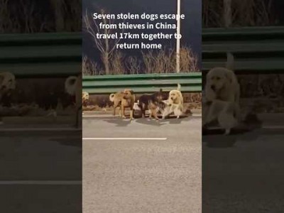 Seven stolen dogs in China make daring escape from meat traders