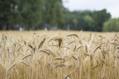 Pakistan likely to miss wheat production target once again