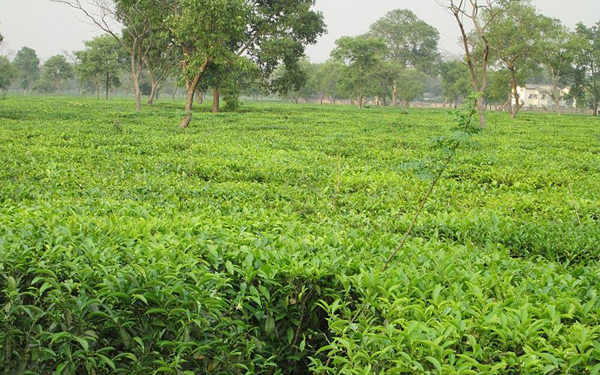 Tea production registers a 18.74% increase in September