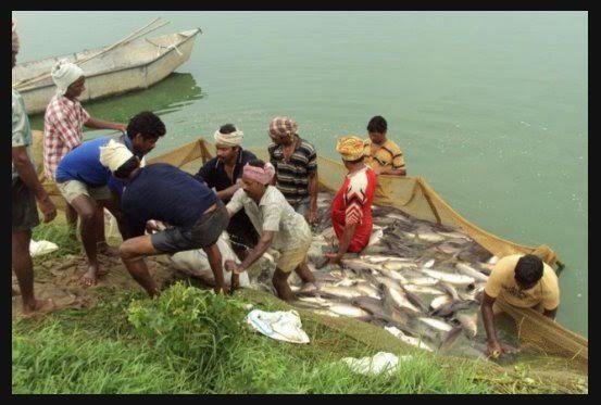 Central govt plans Blue Revolution to boost Indian fisheries sector 