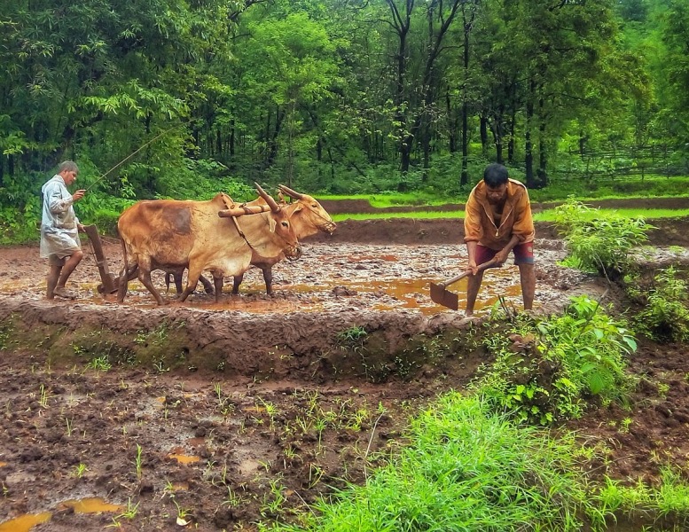 DFPCL & Samunnati join hands to benefit farmers